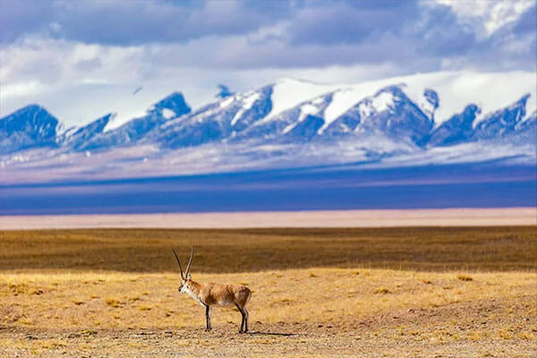 Спостереження за тваринами 1