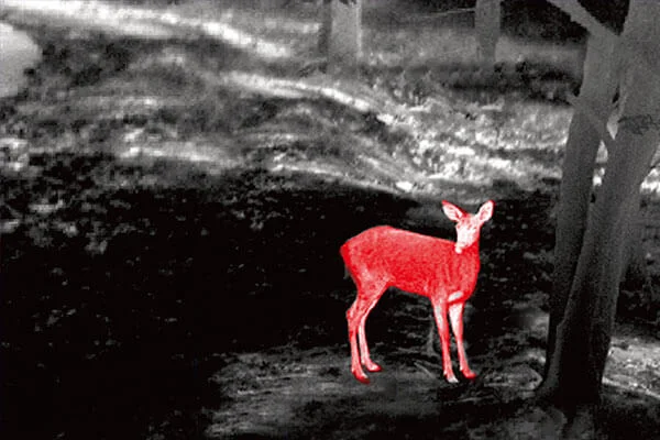 Спостереження за тваринами 2