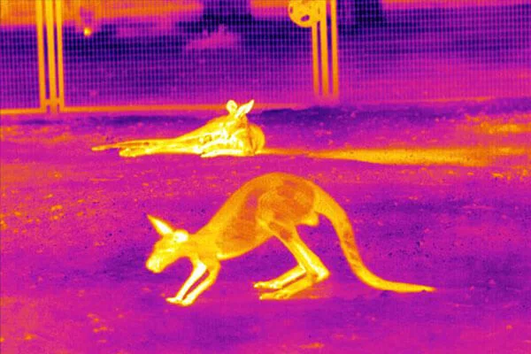 Animal Observation 2